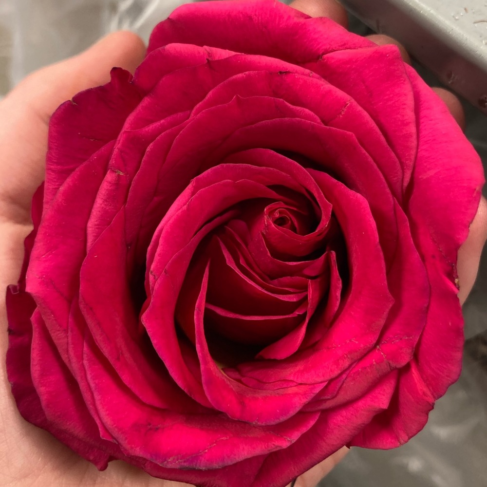 Meet your Posher, Katie